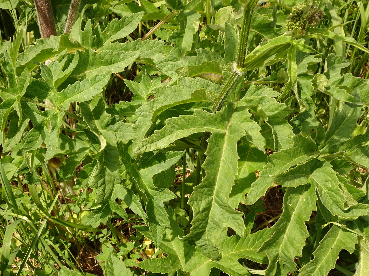 DSC03844