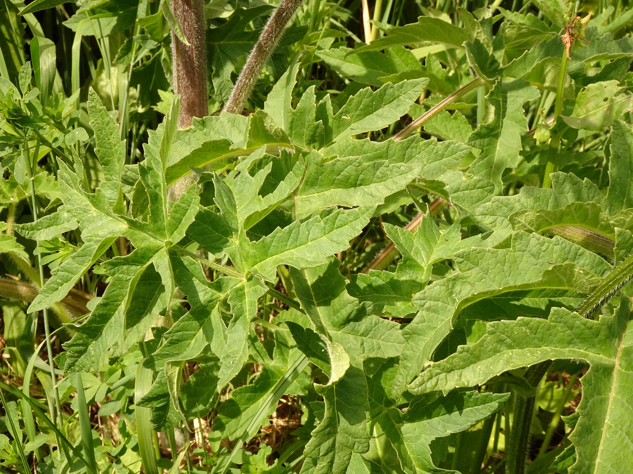 DSC03845