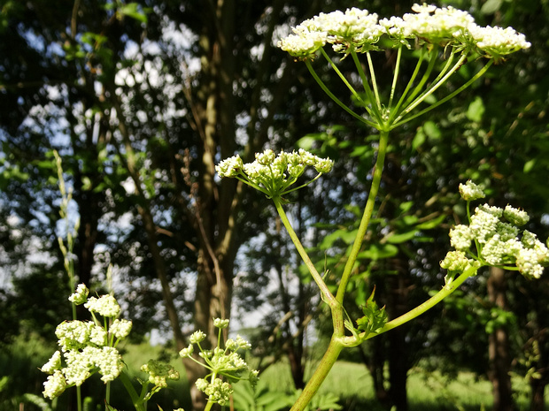 Бутень ароматный - Chaerophyllum aromaticum