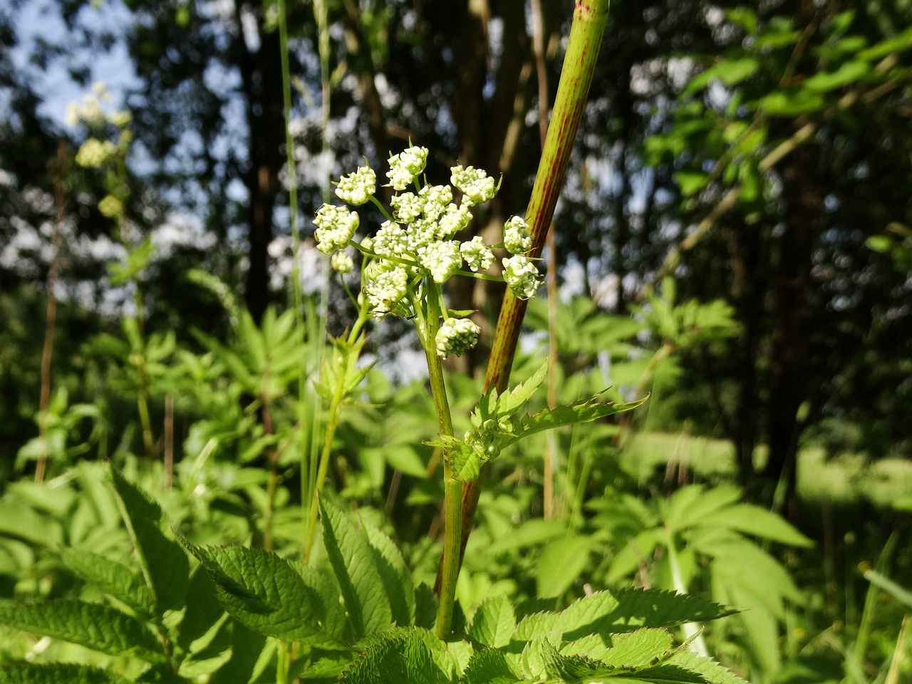 DSC00660