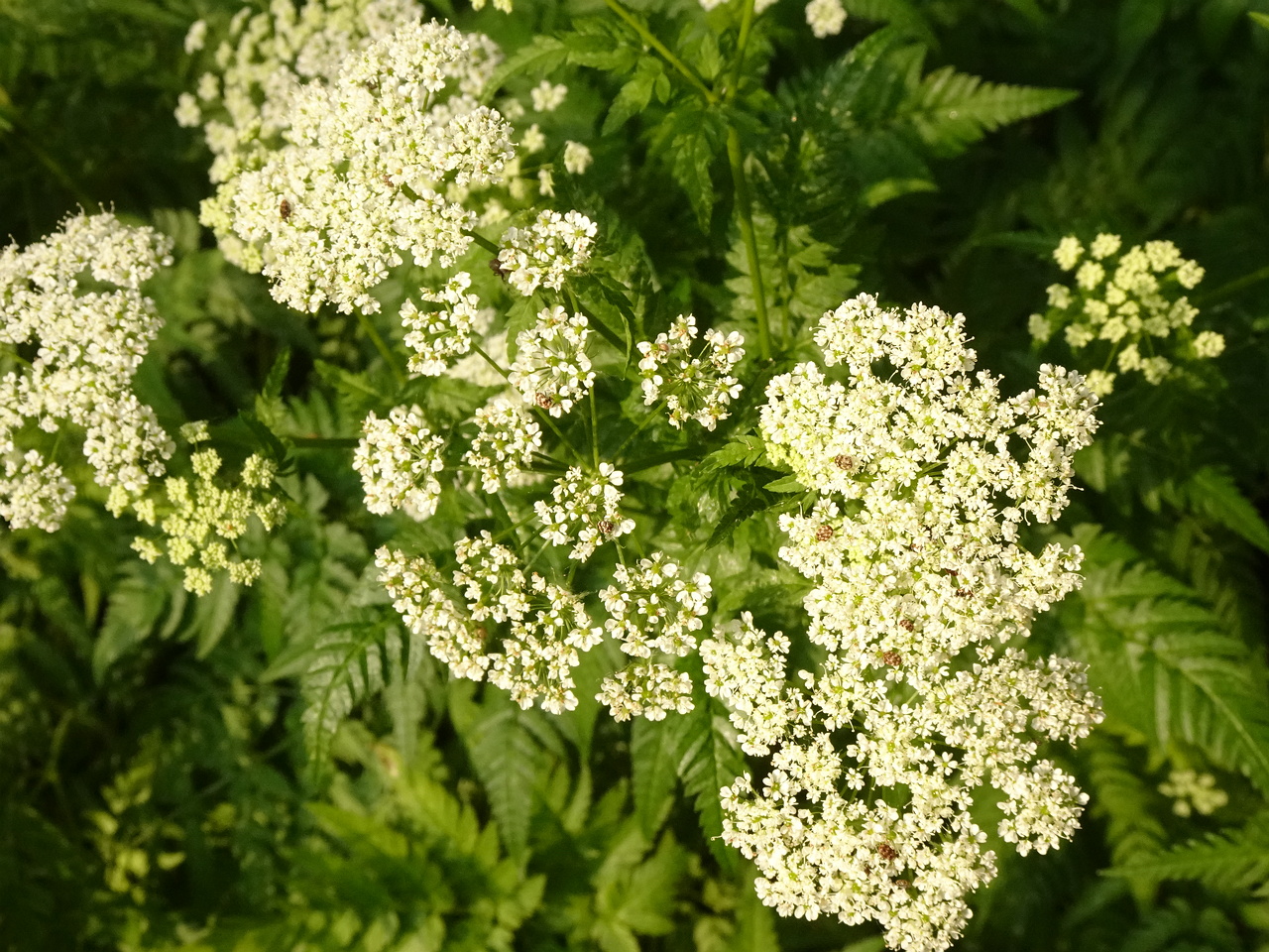0DSC01726