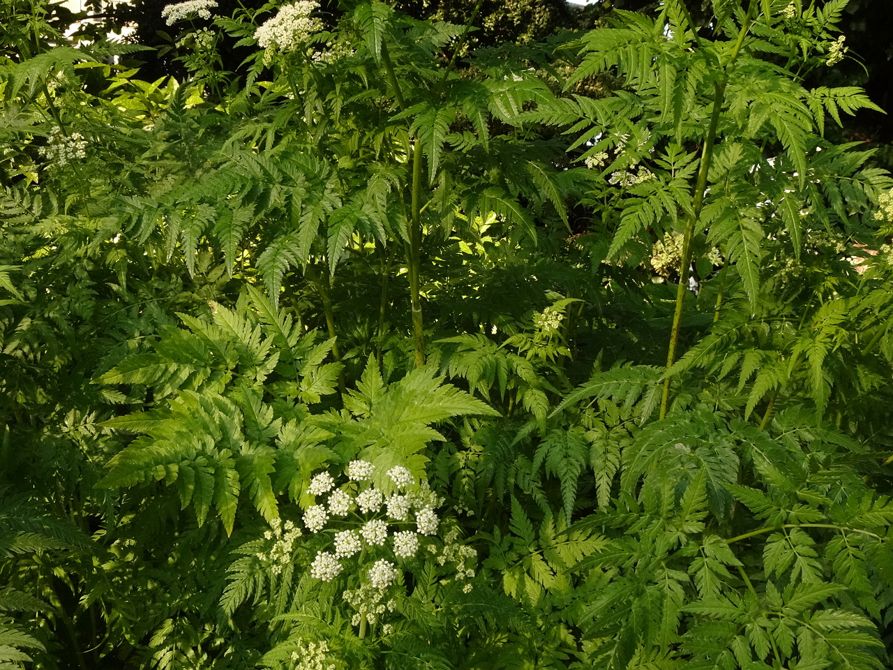 DSC01727
