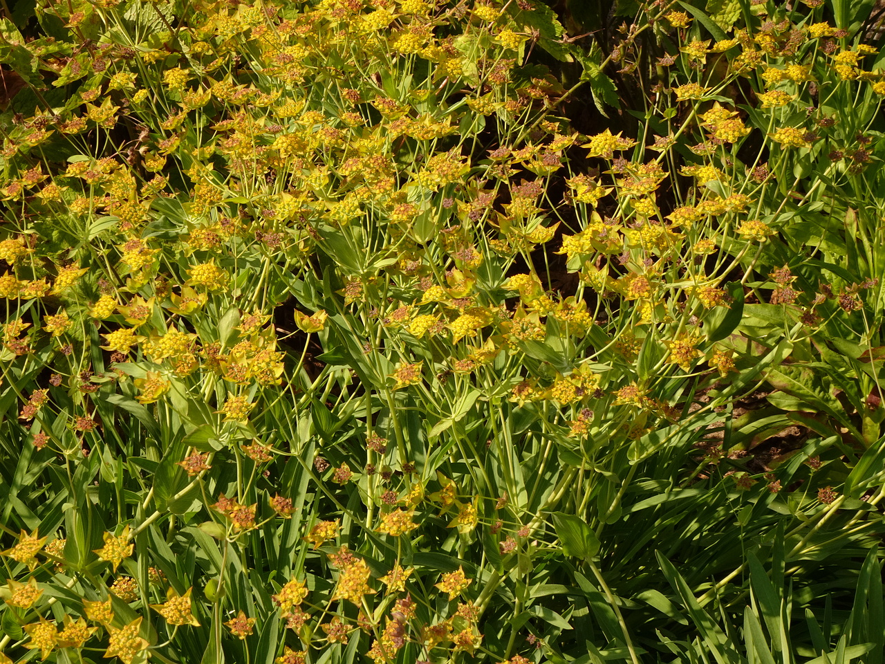 DSC04370