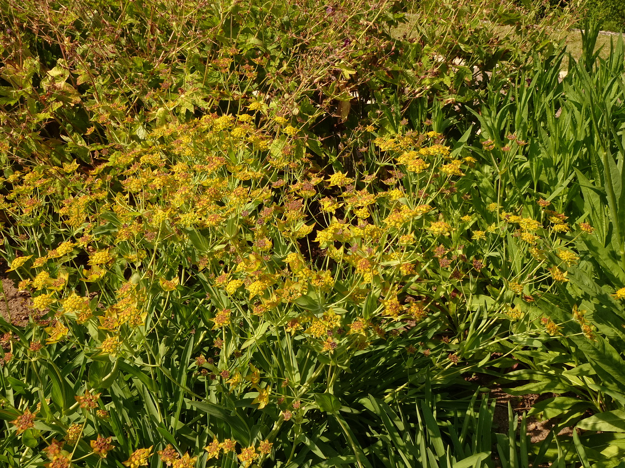 DSC04375