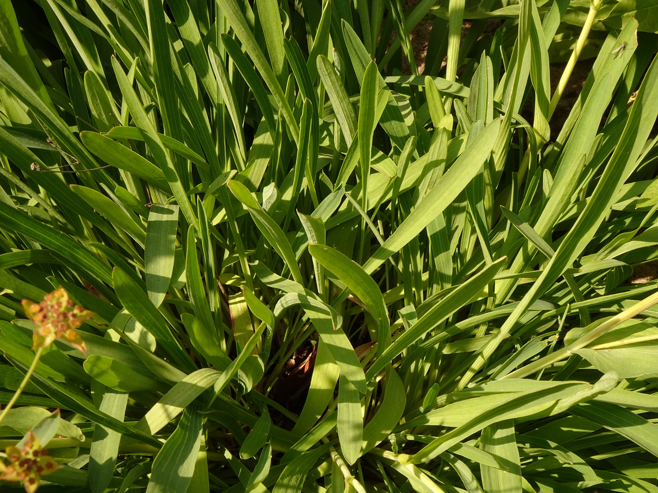 DSC04376