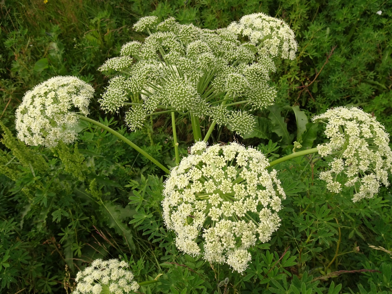 Angelica sylvestris 25-Jul-19 _ 14_57_20