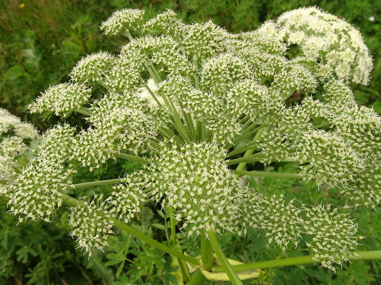 Angelica sylvestris 25-Jul-19 _ 14_57_30