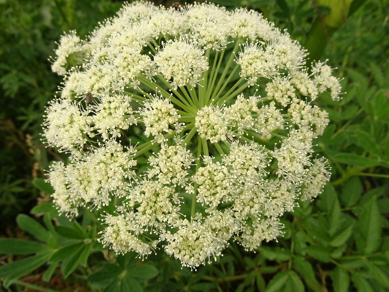 Angelica sylvestris 25-Jul-19 _ 14_57_44