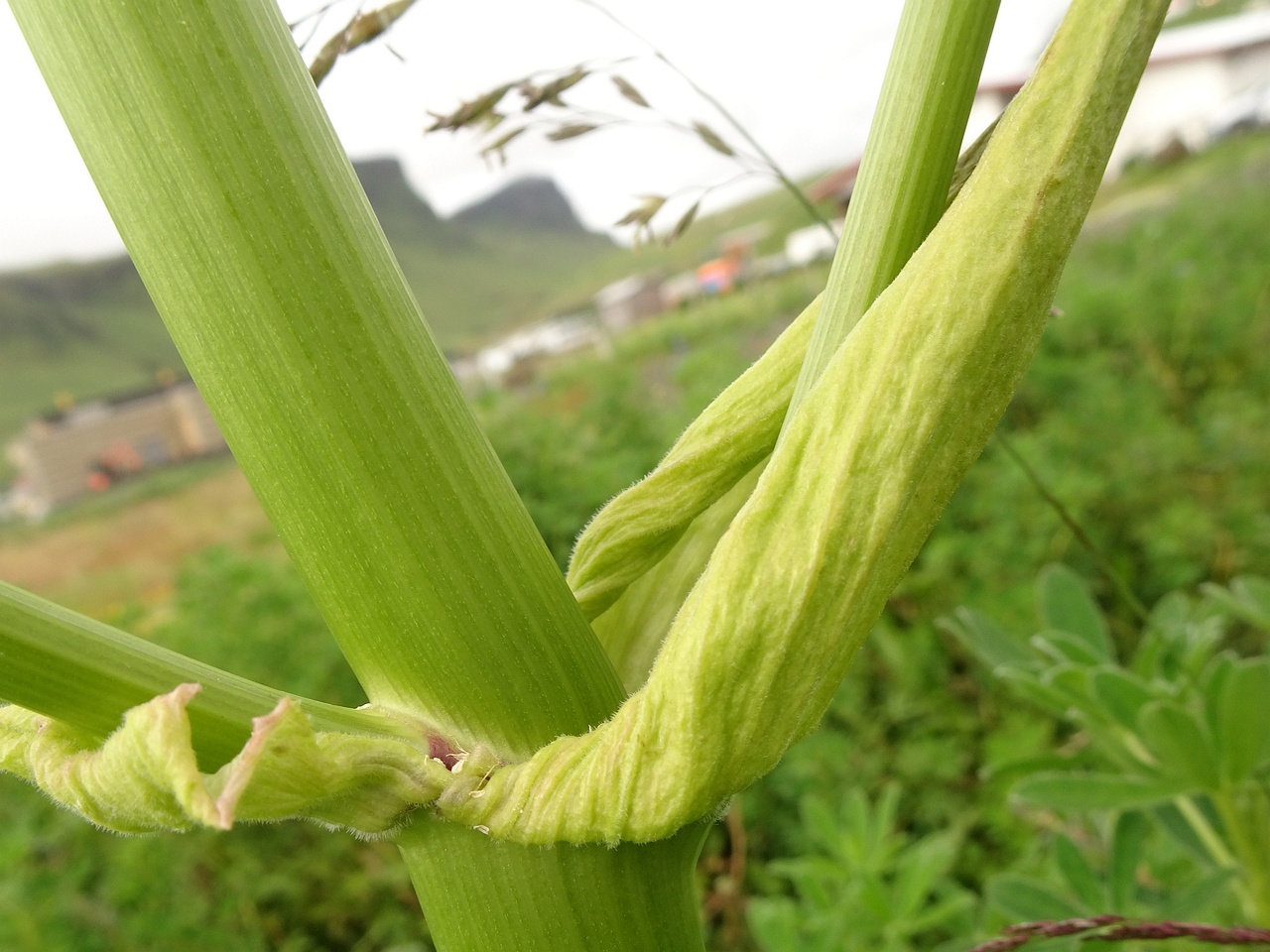 Angelica sylvestris 25-Jul-19 _ 14_57_58