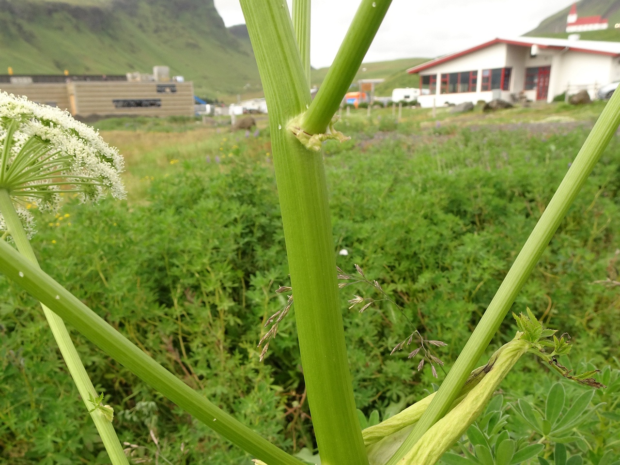 Angelica sylvestris 25-Jul-19 _ 14_58_06