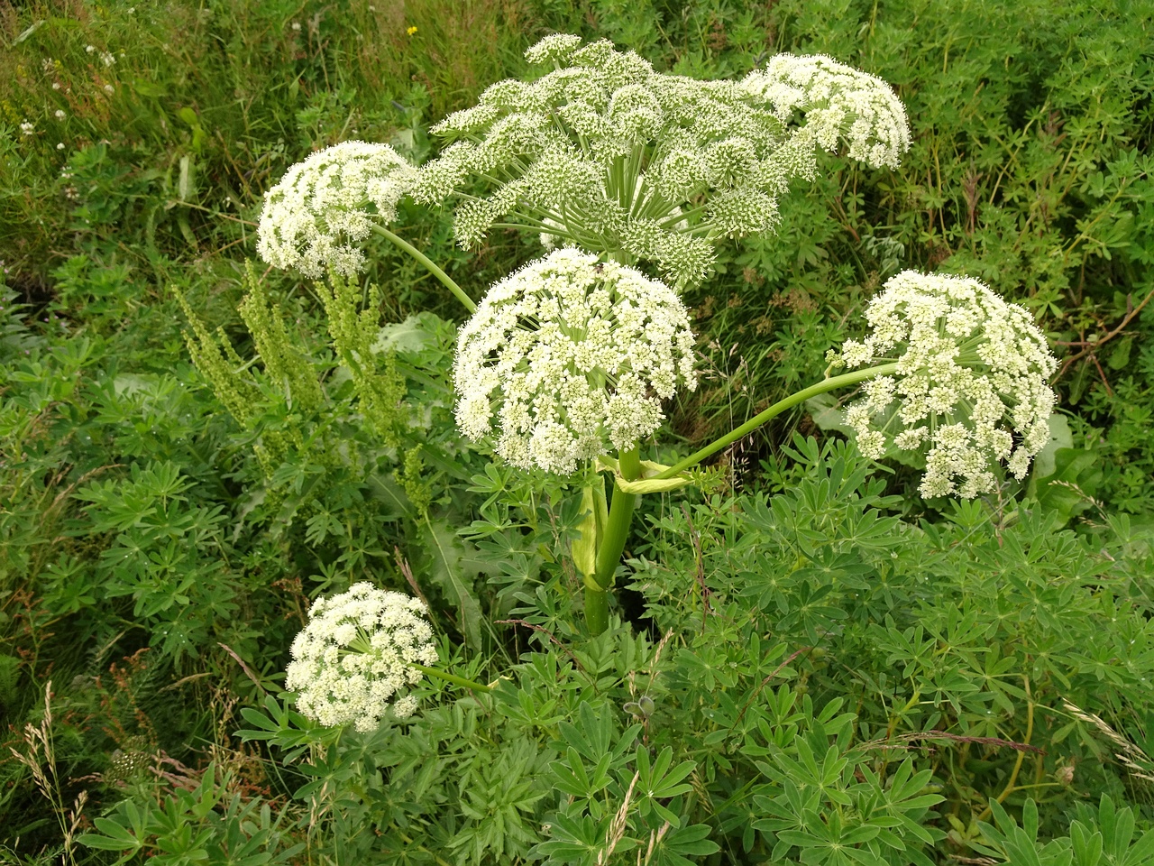 Angelica sylvestris 25-Jul-19 _ 14_58_16