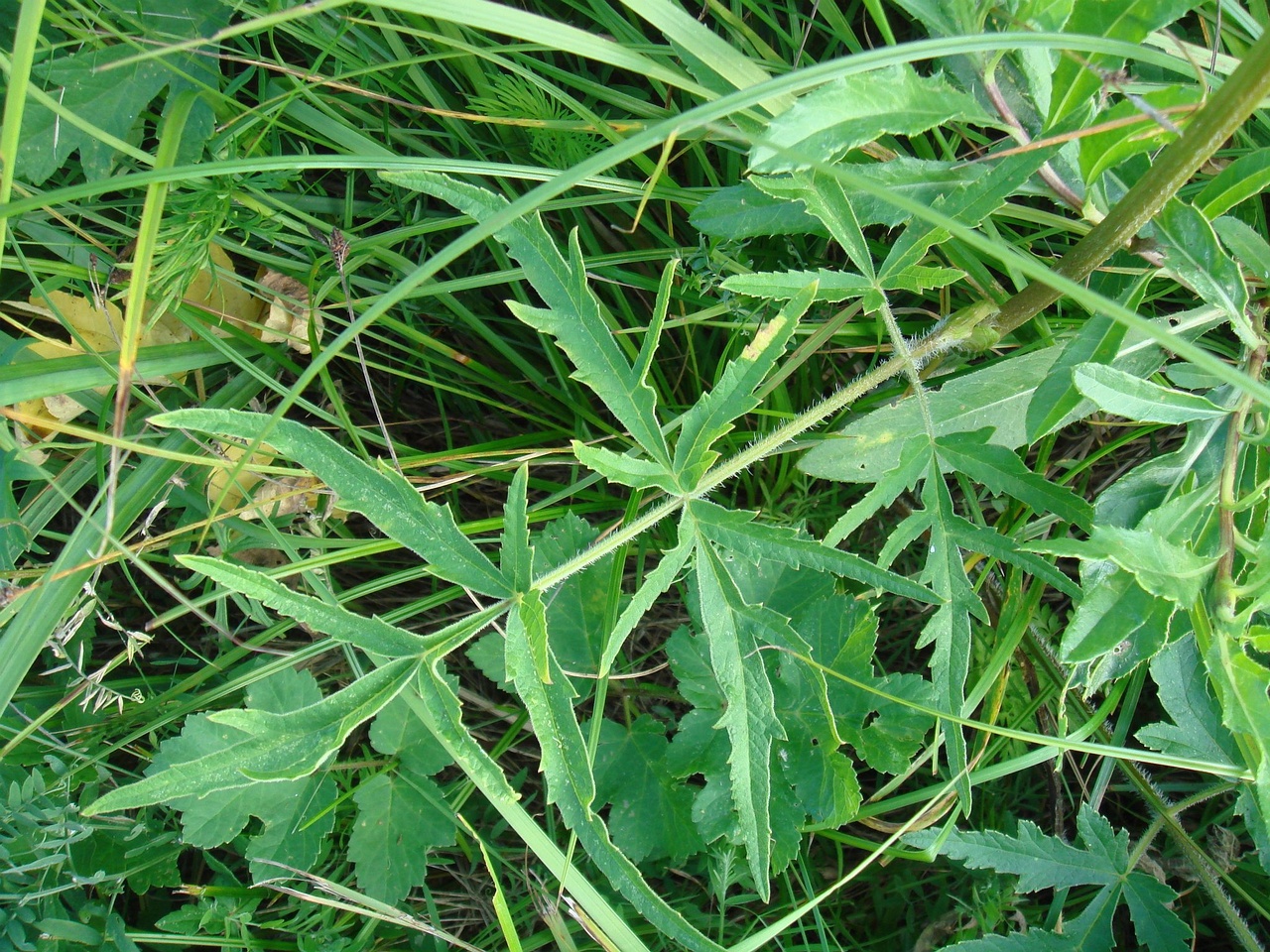 DSC09032