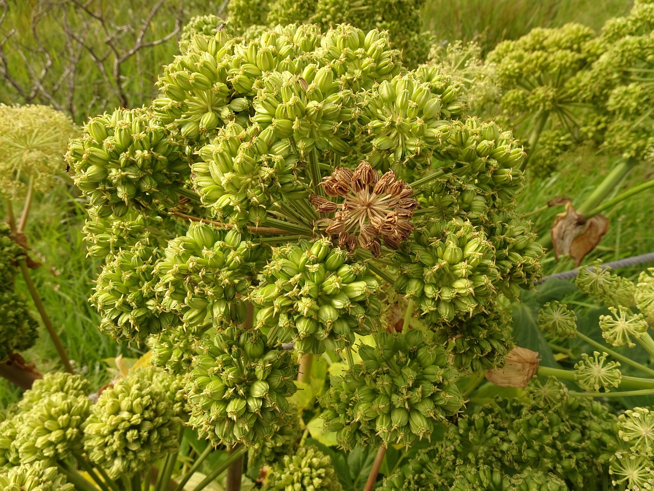 Angelica archangelica 23-Jul-19 _ 12_16_26