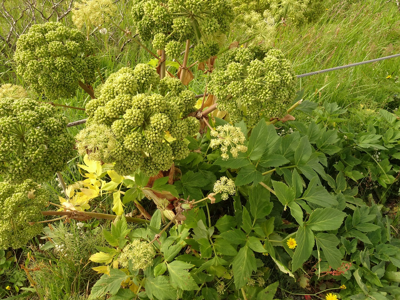 Angelica archangelica 23-Jul-19 _ 12_16_38
