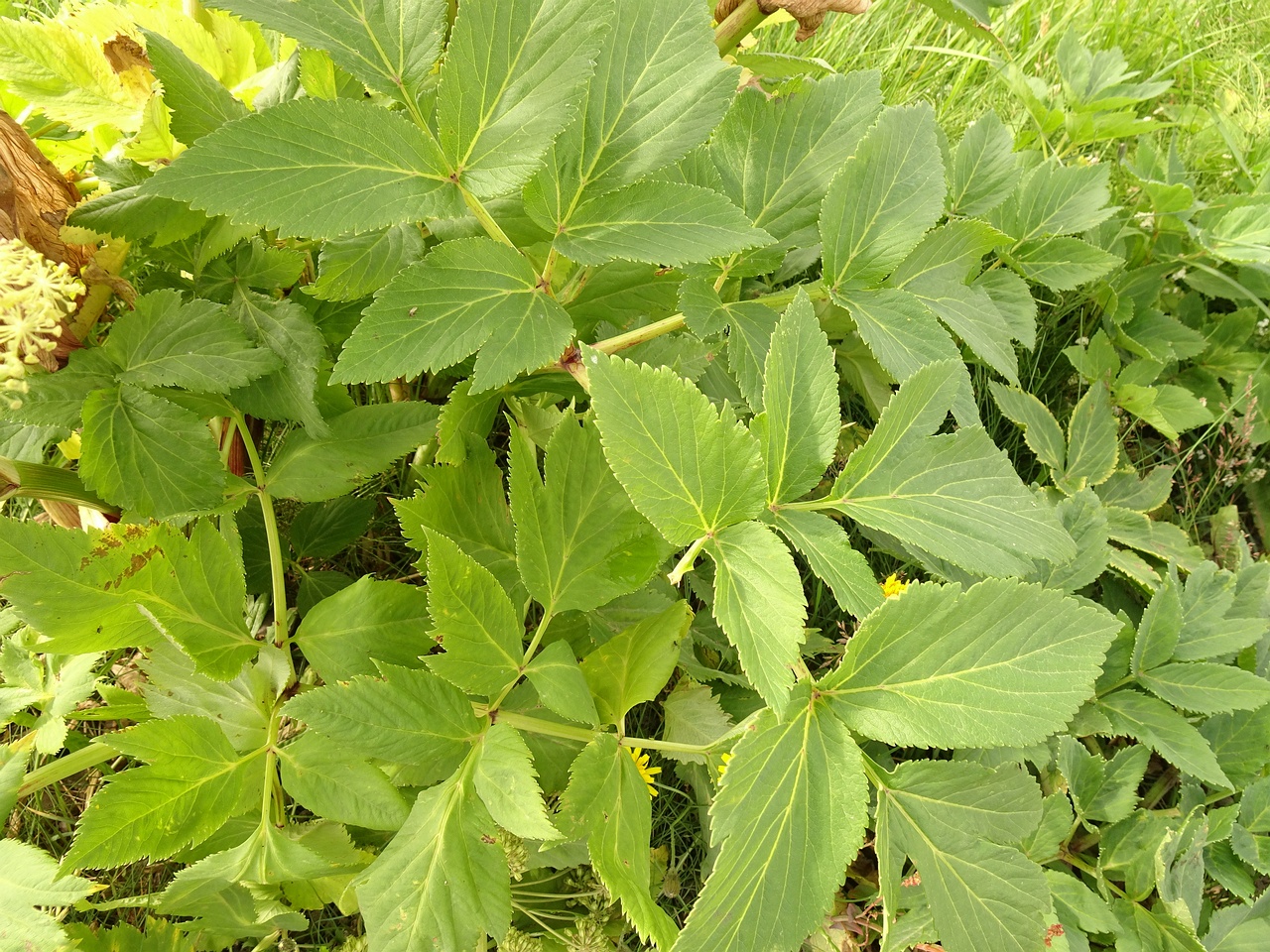 Angelica archangelica 23-Jul-19 _ 12_16_46
