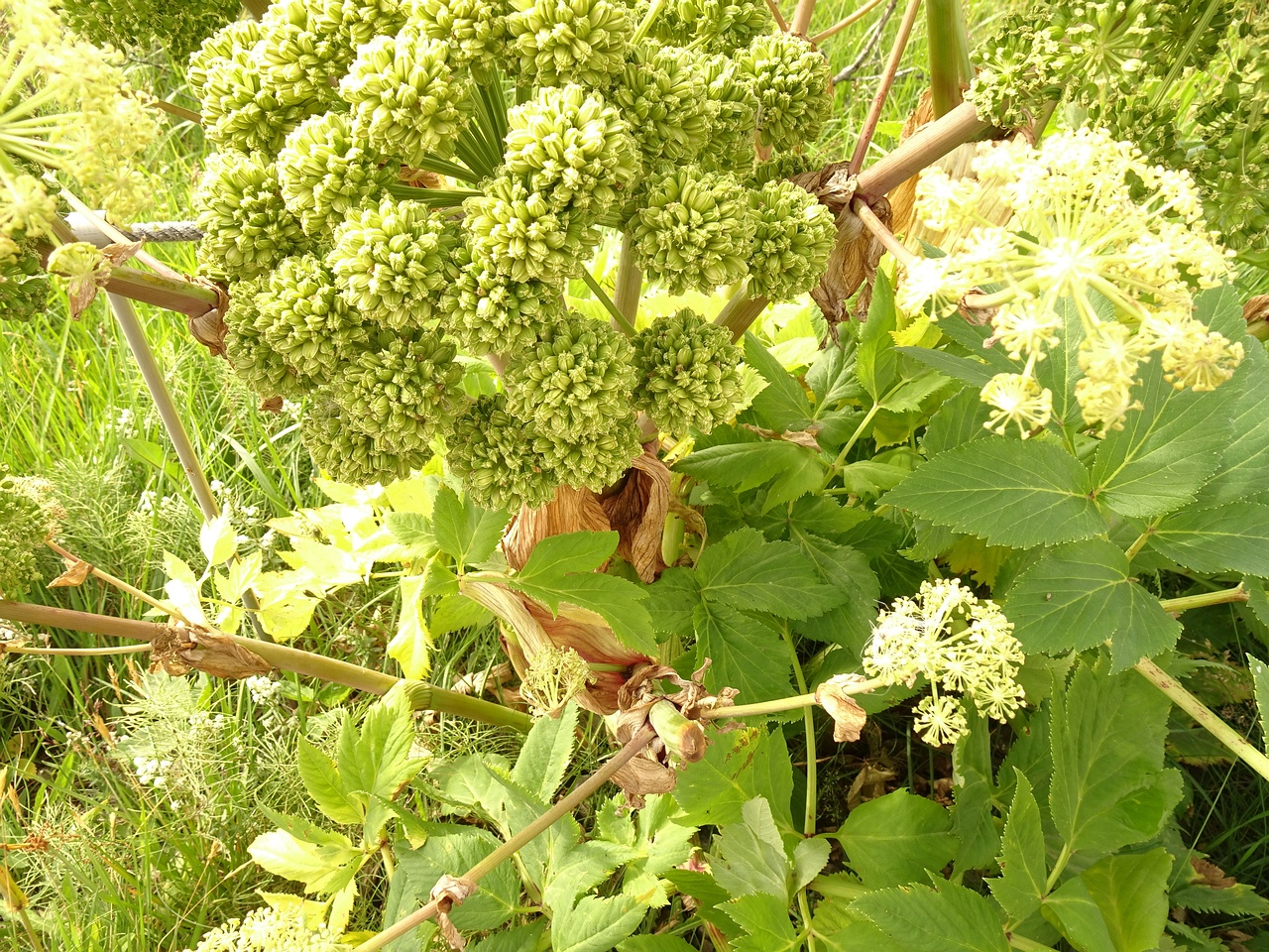 Angelica archangelica 23-Jul-19 _ 12_16_48