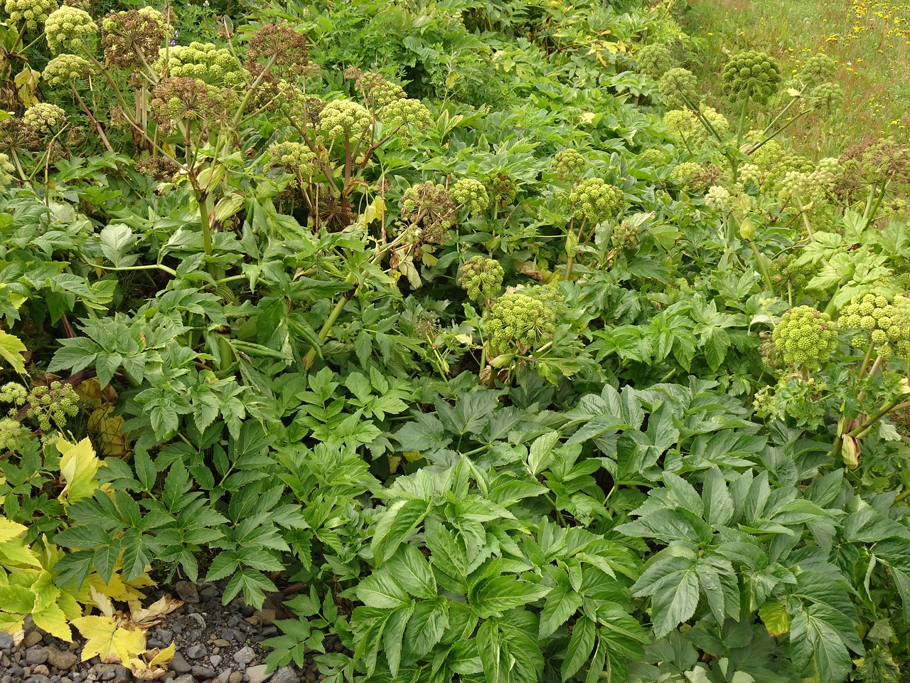 Angelica archangelica 25-Jul-19 _ 15_00_28