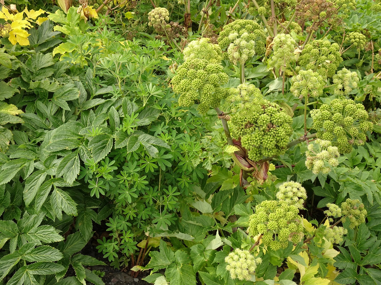 Angelica archangelica 25-Jul-19 _ 15_00_32