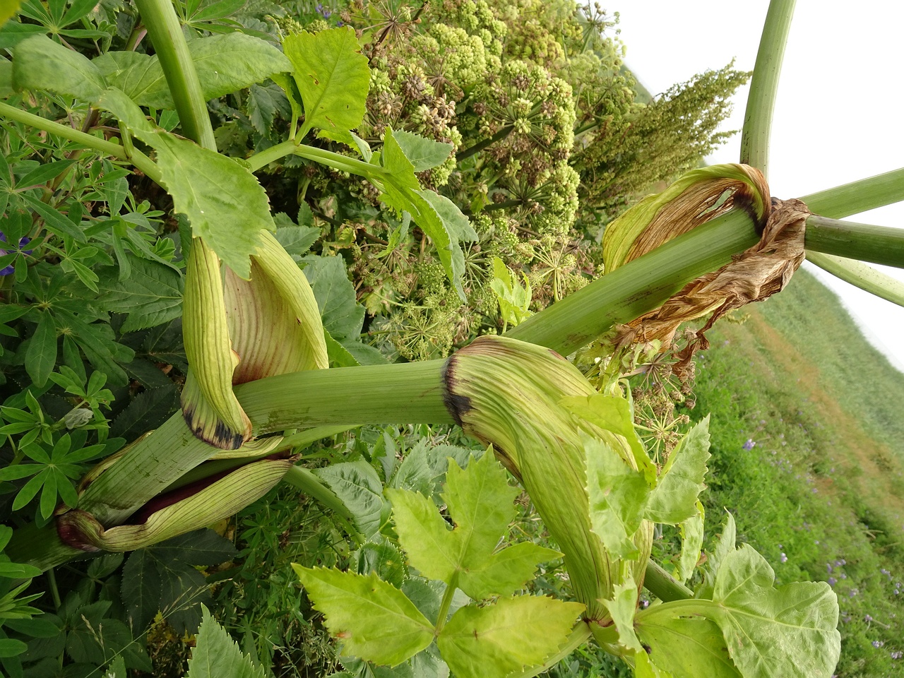 Angelica archangelica 25-Jul-19 _ 15_17_24