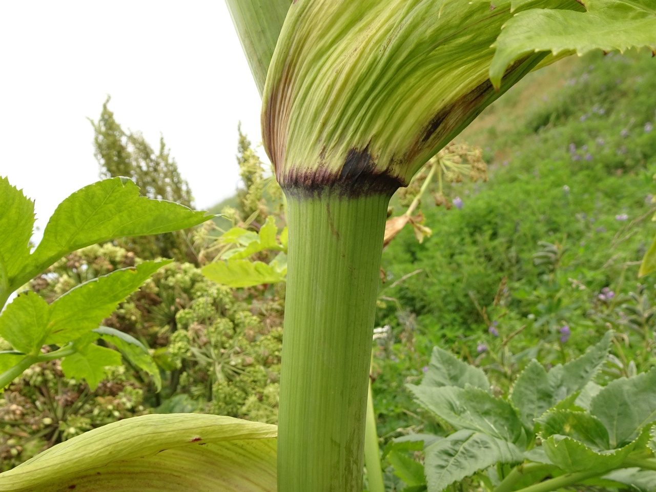 Angelica archangelica 25-Jul-19 _ 15_17_28