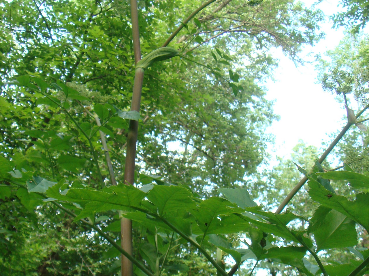 DSC07961