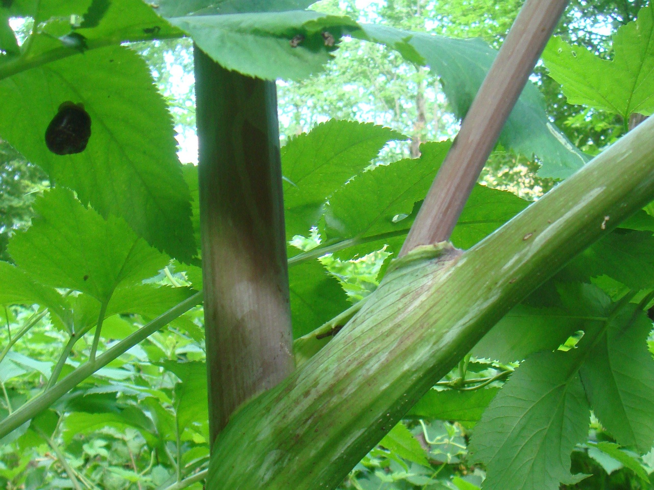 DSC07962