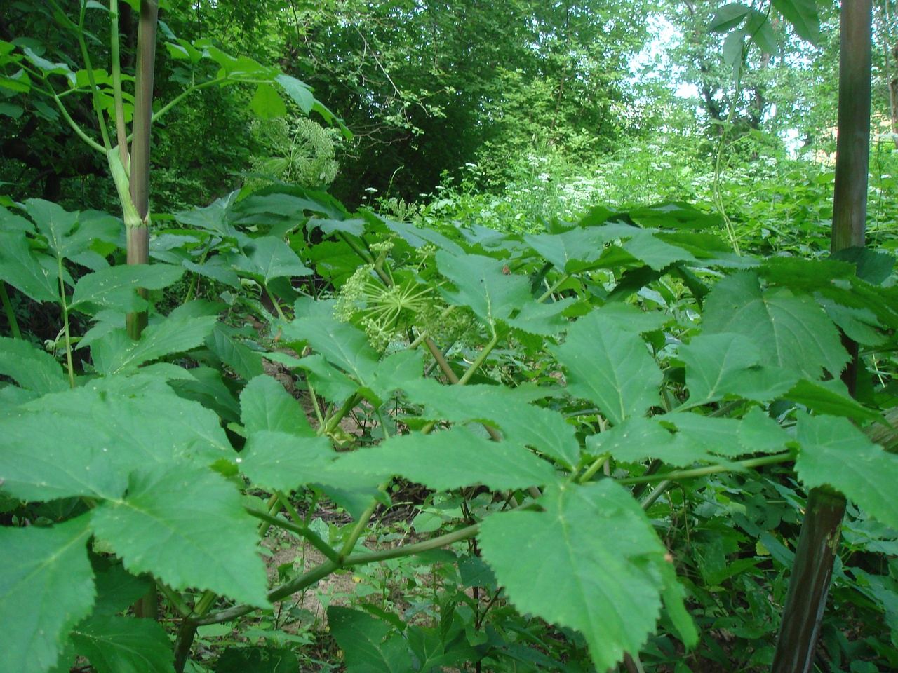 DSC07963