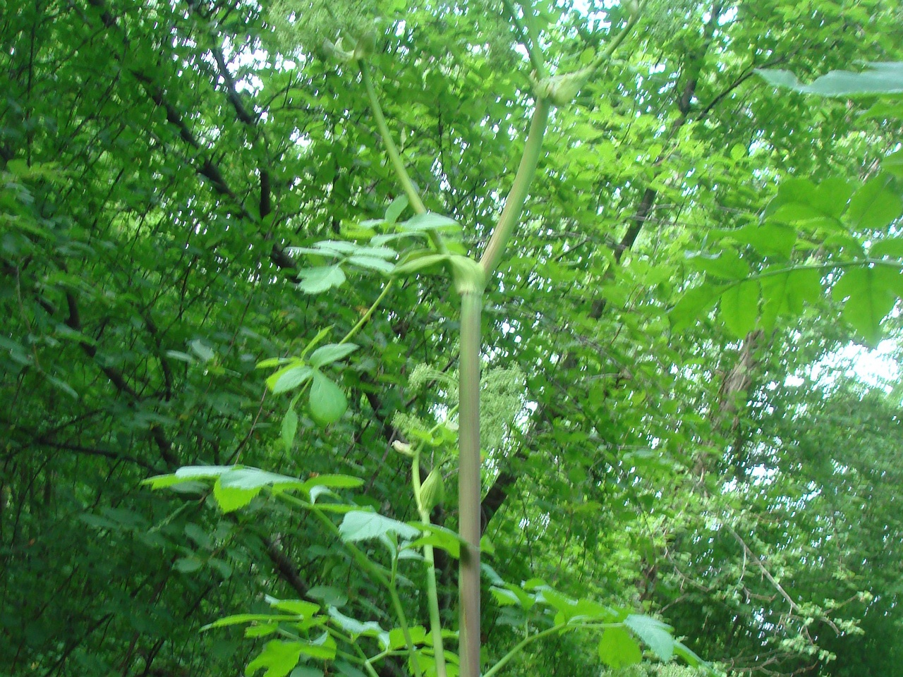 DSC07964
