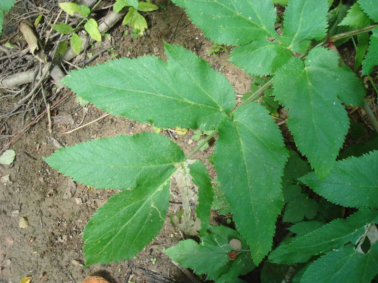DSC07965