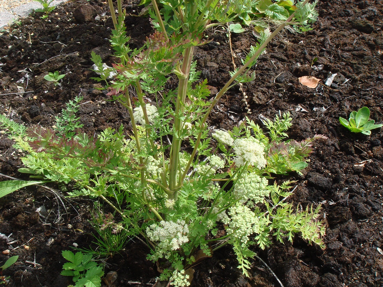 DSC09625