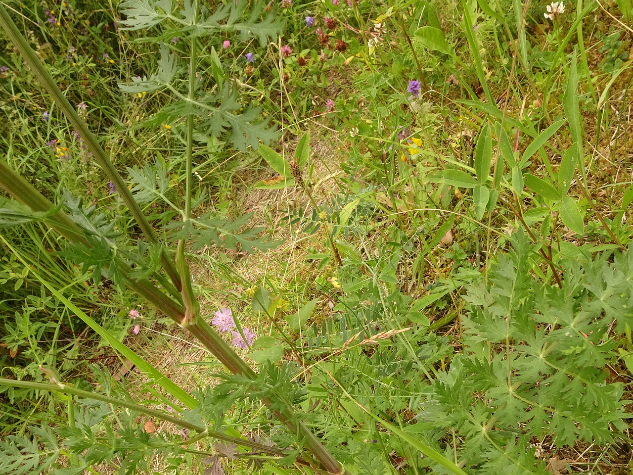 DSC09779