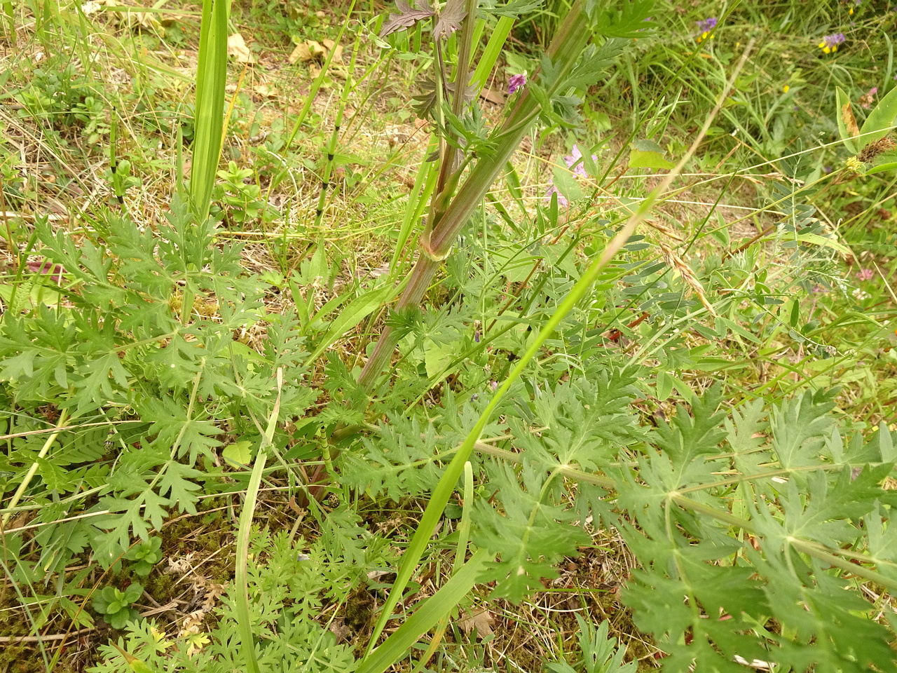 DSC09781