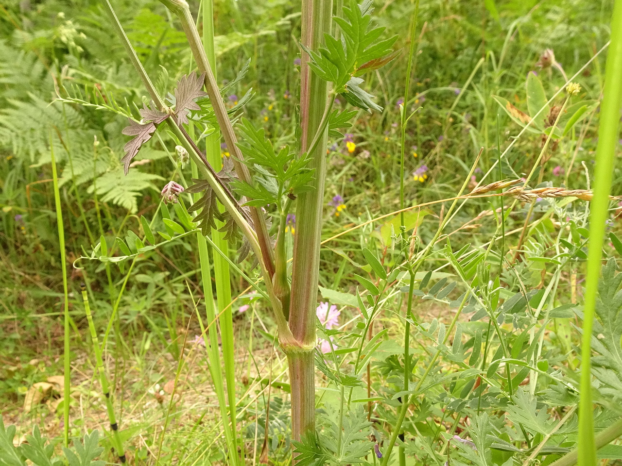 DSC09782