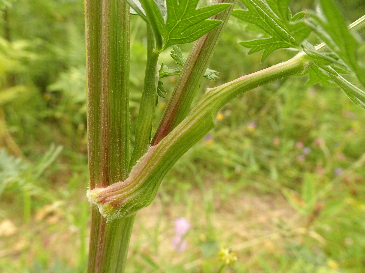 DSC09786