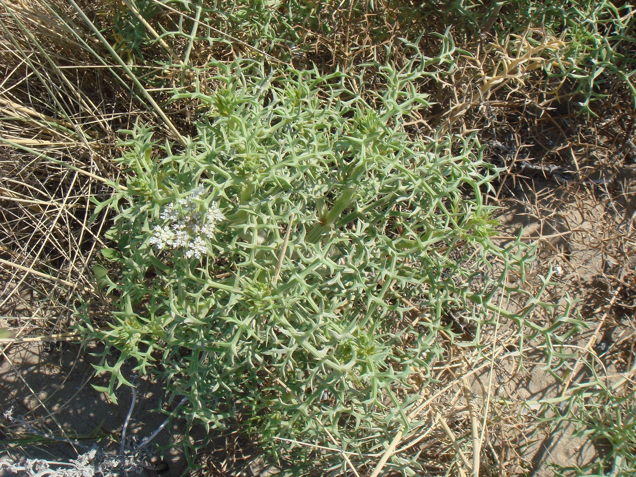 DSC02648