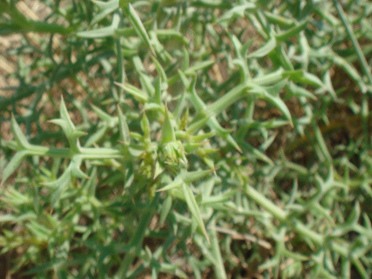 DSC02654