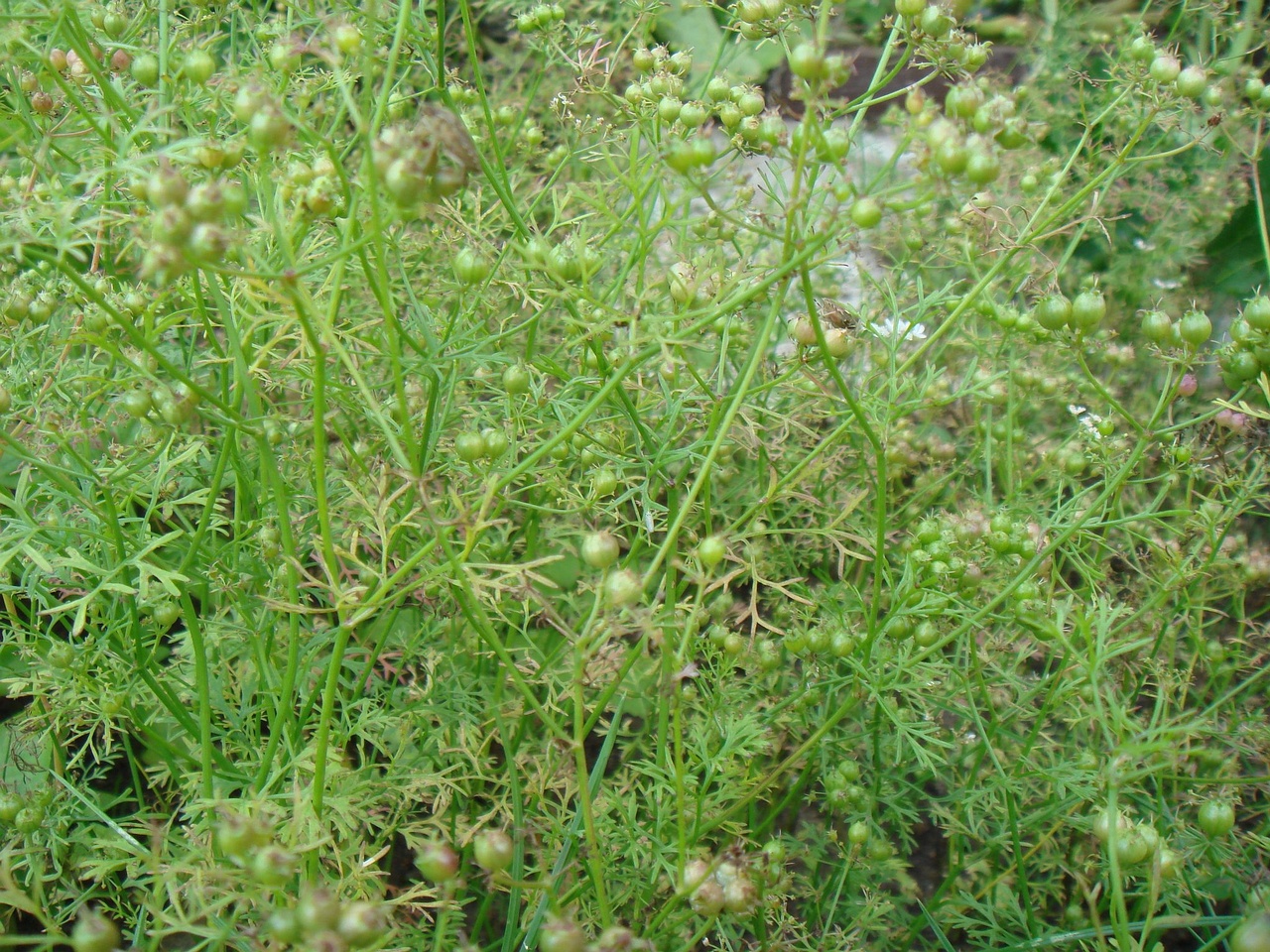 DSC09553