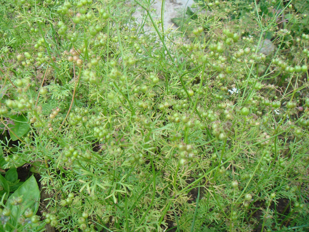 DSC09554