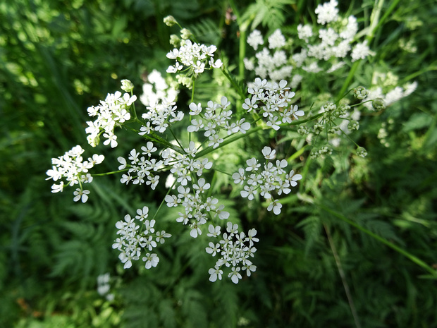 Купырь лесной - Anthriscus sylvestris