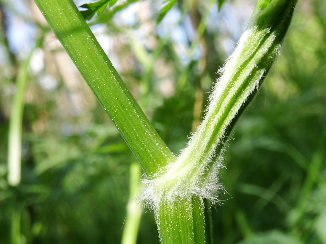 DSC00358
