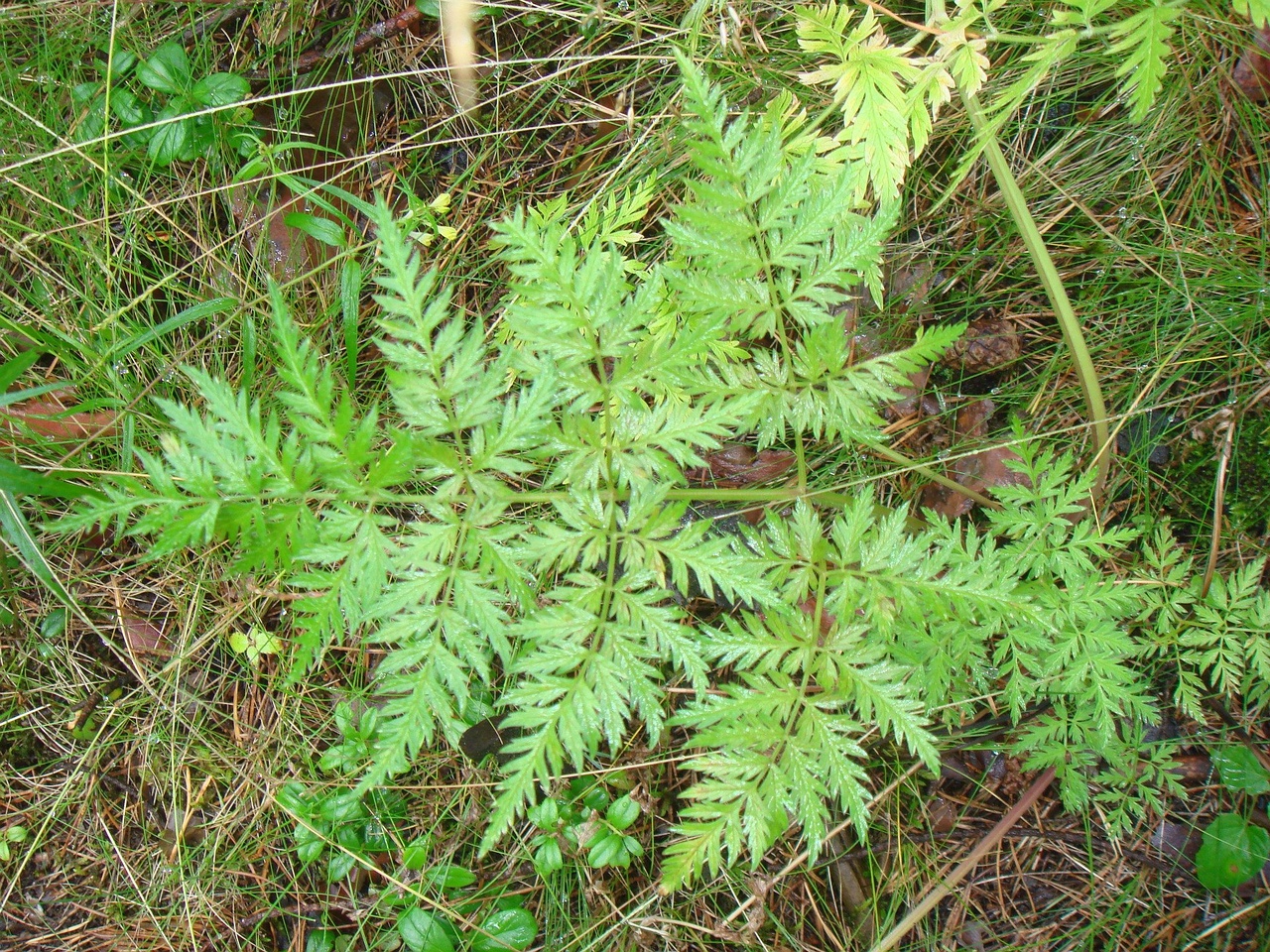 DSC02002