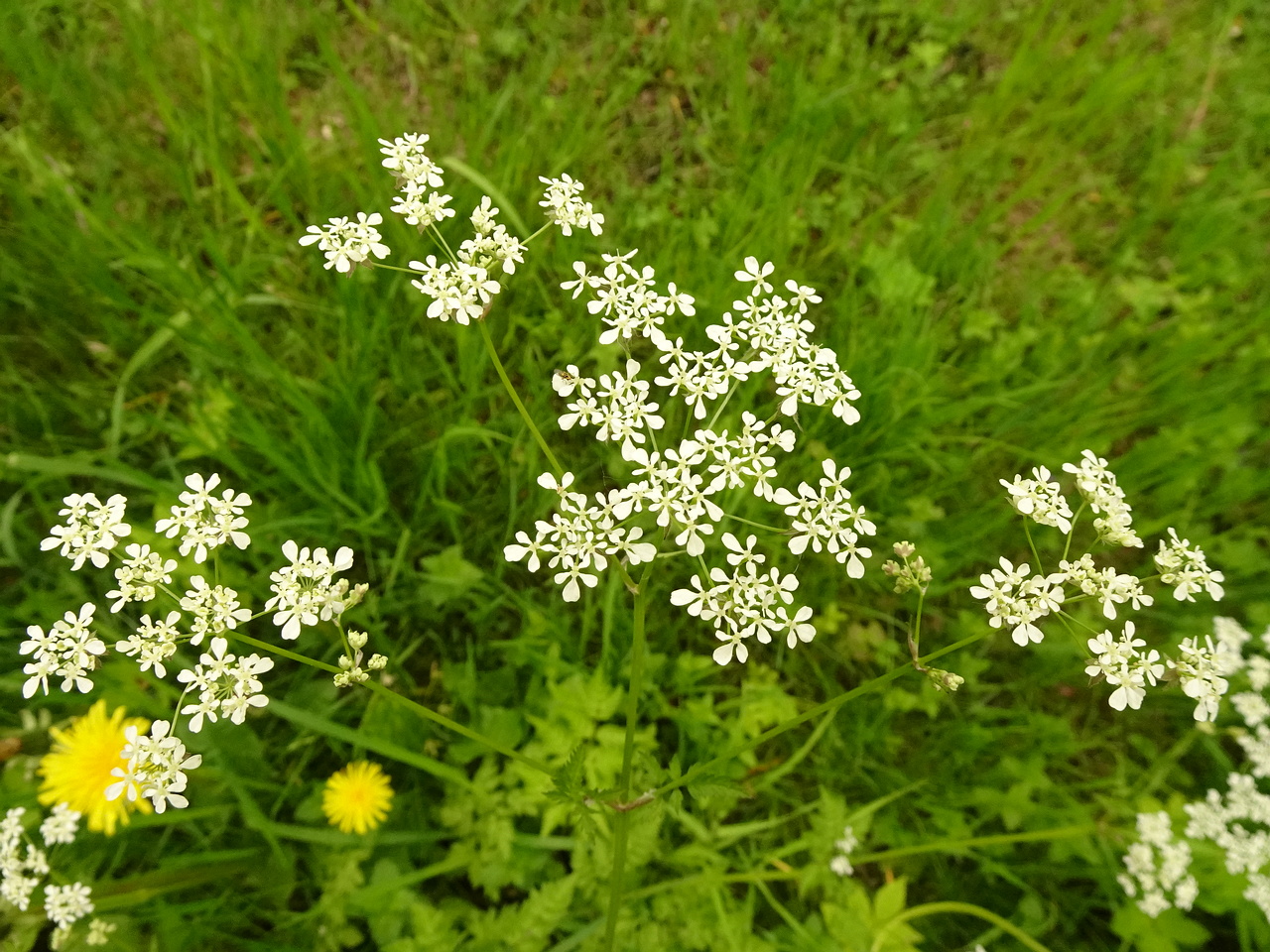 DSC03042
