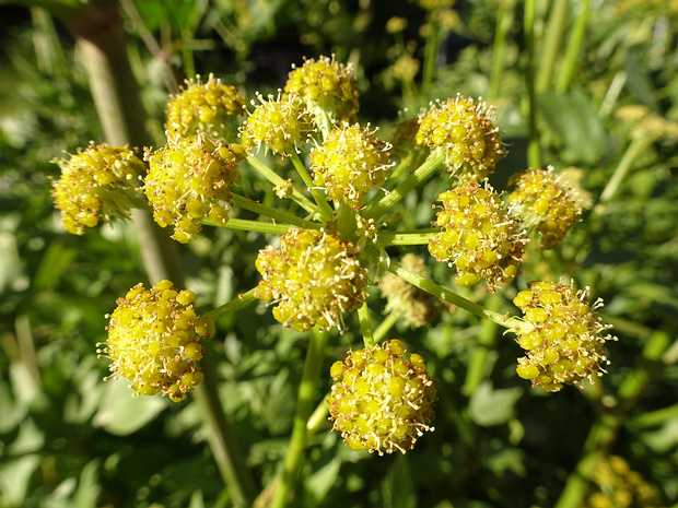 Любисток лекарственный - Levisticum officinale