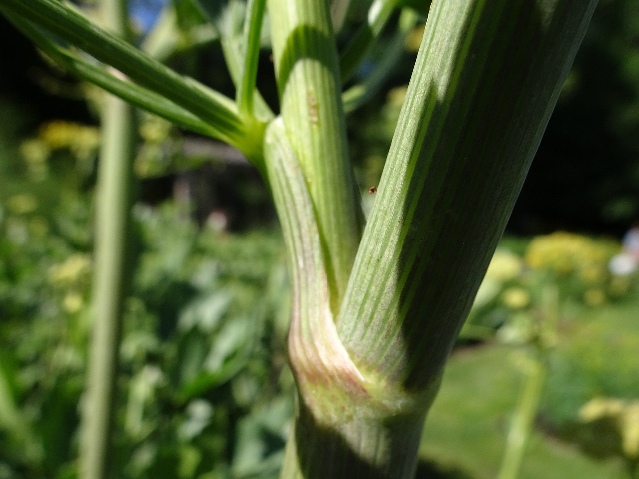 DSC08750