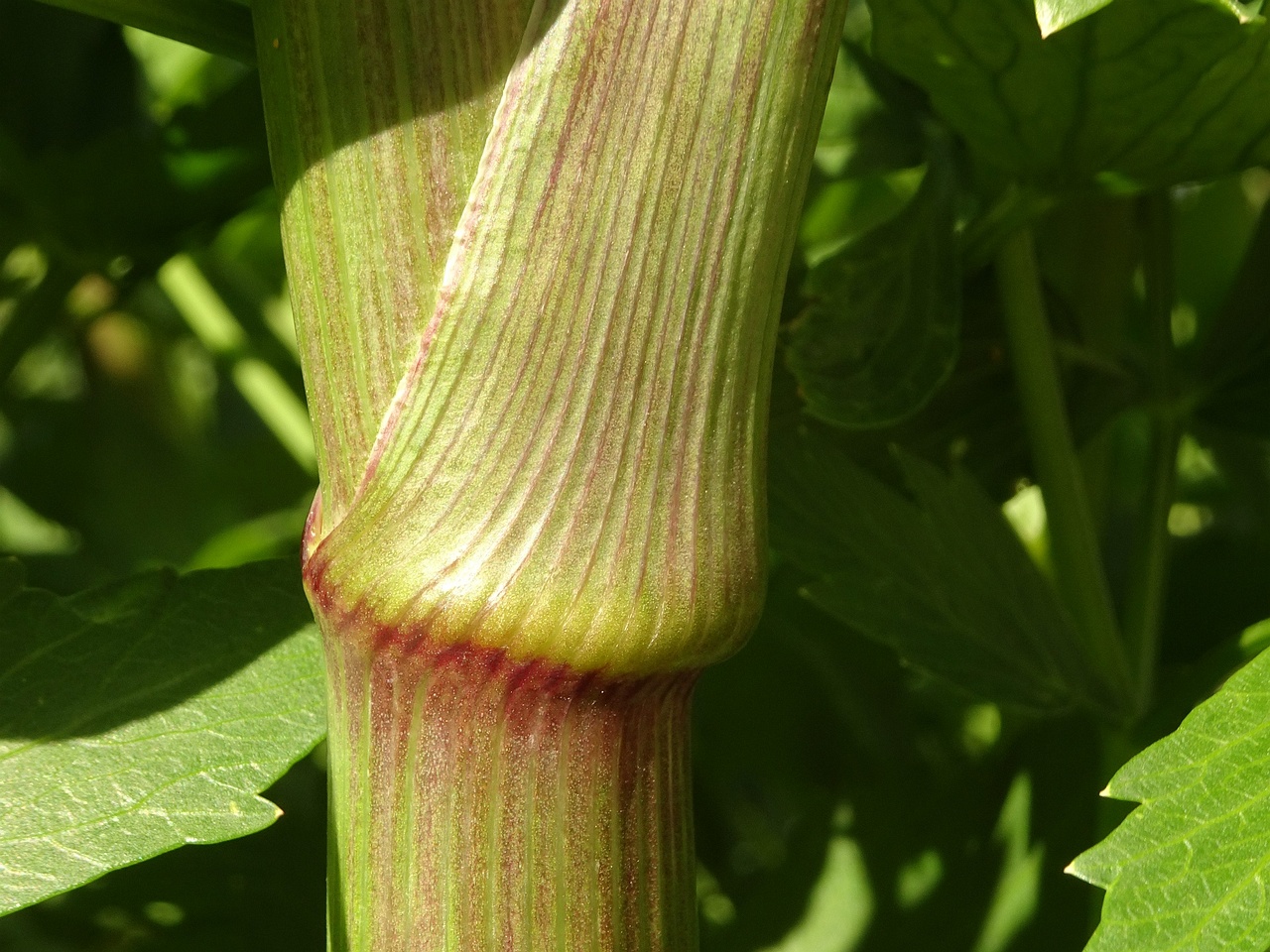 DSC08967