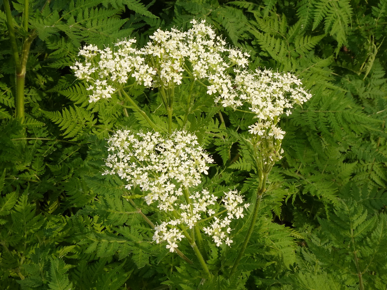 DSC03230