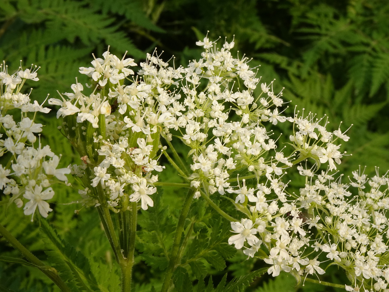 DSC03231