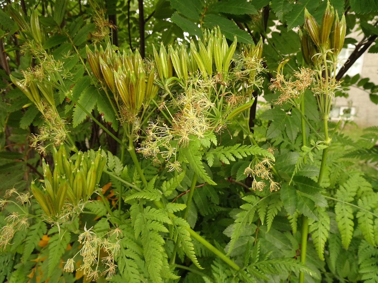 Myrrhis odorata 22-Jul-19 _ 12_03_00