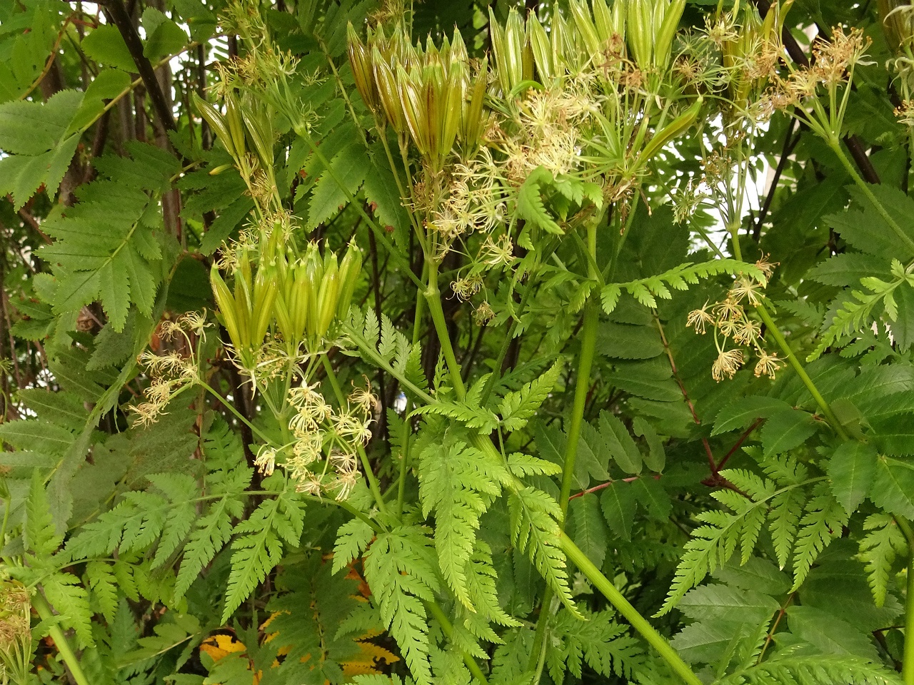 Myrrhis odorata 22-Jul-19 _ 12_03_10