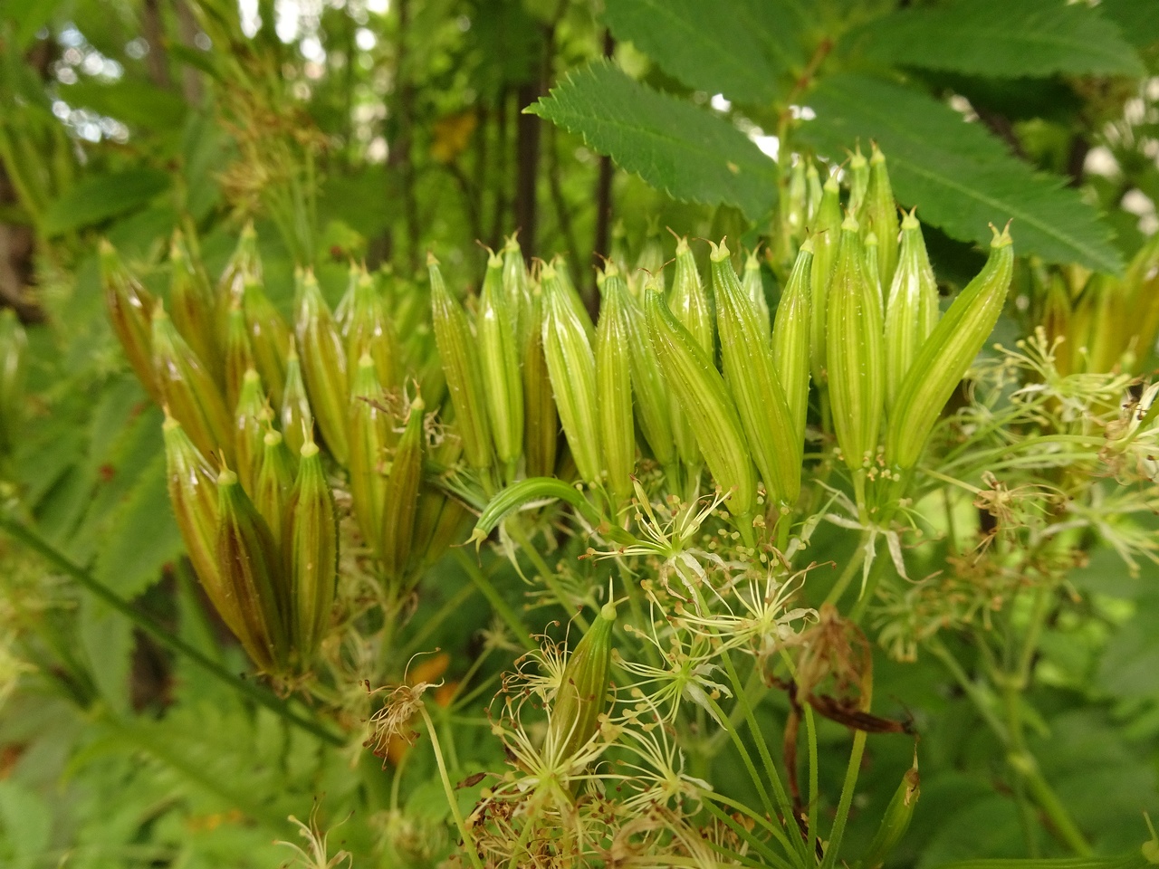 Myrrhis odorata 22-Jul-19 _ 12_03_20